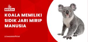 Koala Memiliki Sidik Jari Mirip Manusia: Keunikan Jejak Digital di Dunia Satwa